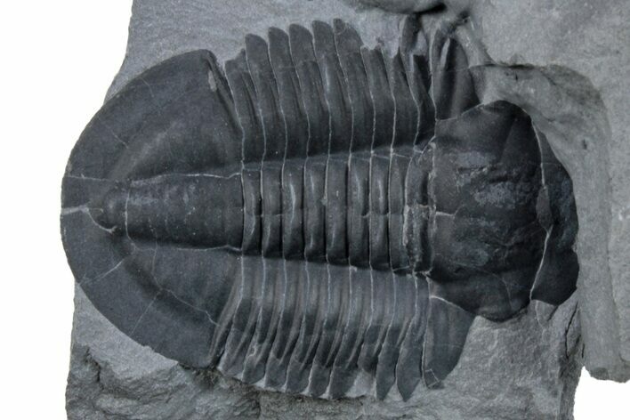 Asaphiscus Wheeleri Trilobite Molt - Utah #269705